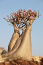 Bottle tree - adenium obesum Royalty Free Stock Photo