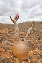 Bottle tree - adenium obesum Royalty Free Stock Photo