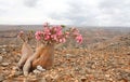 Bottle tree - adenium obesum Royalty Free Stock Photo