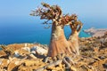 Bottle tree - adenium obesum - Socotra Island Royalty Free Stock Photo