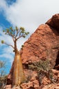 Bottle tree overview, Dragon Blood trees forest in Homhil Plateau, Socotra, Yemen Royalty Free Stock Photo