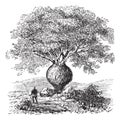 Bottle Tree or Queensland Bottle Tree or Brachychiton rupestris, vintage engraving