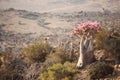 Bottle tree, Socotra