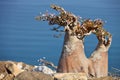Bottle tree, Socotra Royalty Free Stock Photo