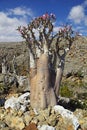 Bottle tree on Socotra island, Indian ocean, Yemen Royalty Free Stock Photo