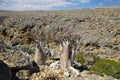 Bottle tree on Socotra island, Indian ocean, Yemen Royalty Free Stock Photo