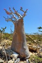 Bottle tree on the Socotra Island, Yemen Royalty Free Stock Photo