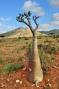 The bottle tree Socotra Yemen Royalty Free Stock Photo