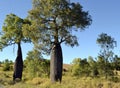 Bottle trees Brachychiton rupestris in outback Queensland, Australia