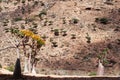 Bottle trees overview with Dragon Blood trees forest in the background, Homhil Plateau, Socotra, Yemen Royalty Free Stock Photo