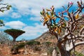 Bottle trees overview with Dragon Blood trees forest in the background, Homhil Plateau, Socotra, Yemen Royalty Free Stock Photo