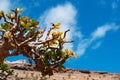 Bottle trees overview with Dragon Blood trees forest in the background, Homhil Plateau, Socotra, Yemen Royalty Free Stock Photo