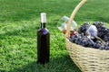 Bottle, two glasses of red wine and basket of fresh grape harvest on lawn, green grass outside. Homemade wine making concept. Wine Royalty Free Stock Photo