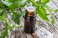 A bottle of vervain essential oil with blooming verbena officinalis Royalty Free Stock Photo