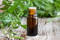 A bottle of vervain essential oil with blooming verbena officinalis Royalty Free Stock Photo