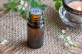 A bottle of vervain essential oil with blooming verbena officinalis Royalty Free Stock Photo