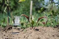 Bottle with water or fertilizer on dry cracked soil and plant. Royalty Free Stock Photo