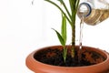 Bottle are watering the green plants in the brown flower pot on the white background. There is plant new sprout. World Compassion Royalty Free Stock Photo