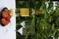 A bottle of white wine and two empty glasses on blurred green grape leaves background. Summer celebration in the garden. Royalty Free Stock Photo