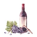 Bottle of wine with bunch of grapes, grapevine, corkscrew. Watercolour hand painting illustration Royalty Free Stock Photo