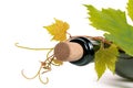 Bottle of wine corc cap grape leaves branch Royalty Free Stock Photo