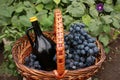 Bottle of wine and grapes in basket Royalty Free Stock Photo
