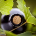 Bottle of wine and green leaves Royalty Free Stock Photo