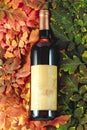 Bottle of wine presentation on autumn leaf concept Royalty Free Stock Photo