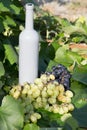 A bottle of wine stands on the background of the green leaves of the vineyard, near a bunch of grapes. vine. natural drink, Royalty Free Stock Photo