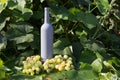 A bottle of wine stands on the background of the green leaves of the vineyard, near a bunch of grapes. vine. natural drink, Royalty Free Stock Photo