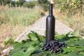 A bottle of wine stands on the background of the green leaves of the vineyard, near a bunch of grapes. vine. natural drink, Royalty Free Stock Photo