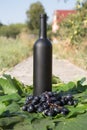 A bottle of wine stands on the background of the green leaves of the vineyard, near a bunch of grapes. vine. natural drink, Royalty Free Stock Photo