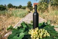 A bottle of wine stands on the background of the green leaves of the vineyard, near a bunch of grapes. vine. natural drink, Royalty Free Stock Photo