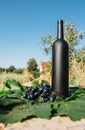 A bottle of wine stands on the background of the green leaves of the vineyard, near a bunch of grapes. vine. natural drink, Royalty Free Stock Photo