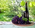 A bottle of wine, vine and bunch of grapes on a background of th Royalty Free Stock Photo