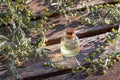 A bottle of essential oil with blooming wormwood plant