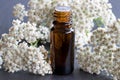 A bottle of yarrow essential oil with fresh yarrow flowers Royalty Free Stock Photo