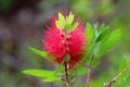 Bottlebrush or Callistemon plant closeup of fully opened seed capsules with red cylindrical brush like flowers