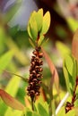 Bottlebrush or Callistemon plant closeup of fully opened woody seed capsules without seeds attached to single tree branch