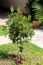 Bottlebrush or Callistemon plant small tree planted in local garden with one fully open bright red cylindrical flower Royalty Free Stock Photo