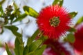 Bottlebrush (Callistermoon) plant with bee