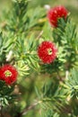 Bottlebrush Flower Royalty Free Stock Photo