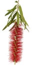 Bottlebrush Flower Royalty Free Stock Photo