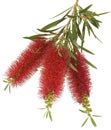 Bottlebrush Flower Royalty Free Stock Photo