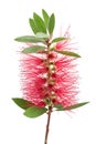 Bottlebrush flower callistemon