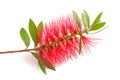 Bottlebrush flower callistemon