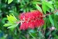 Bottlebrush flower Callistemon linearis in bloom, Madrid, Spain