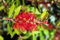 Bottlebrush flower Callistemon linearis in bloom, Madrid, Spain