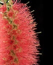 Red Bottlebrush Grevillea Flower Royalty Free Stock Photo