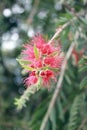 Bottlebrush flower